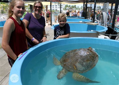 Turtle Hospital Marathon Fl Sea Turtle Rescue Florida Keys