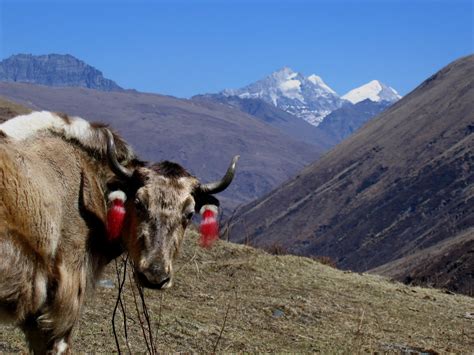Yak In Front Of High Himalayas Yak Holidays