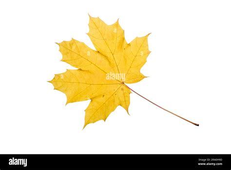 Maple Tree Leaf With Autumn Colors Isolated On White Background Stock