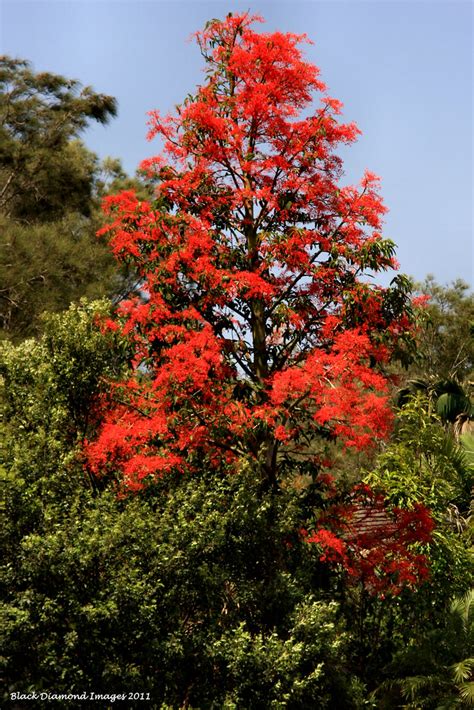 Brachychiton Acerifolius Illawarra Flame Tree © All Righ Flickr