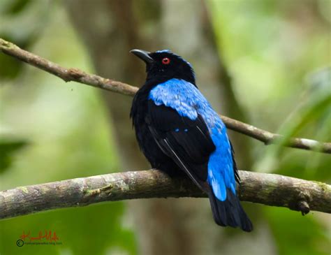 South East Asia Birds Malaysia Birds Paradise Asian Fairy Bluebird