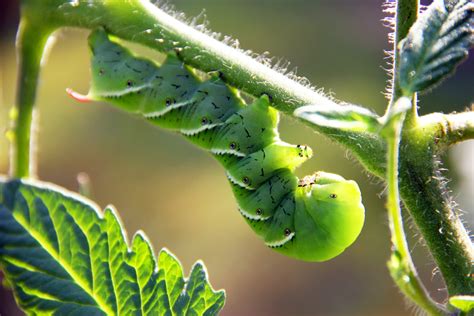 How To Identify And Prevent Hornworms In Your Tomato Garden Jobes