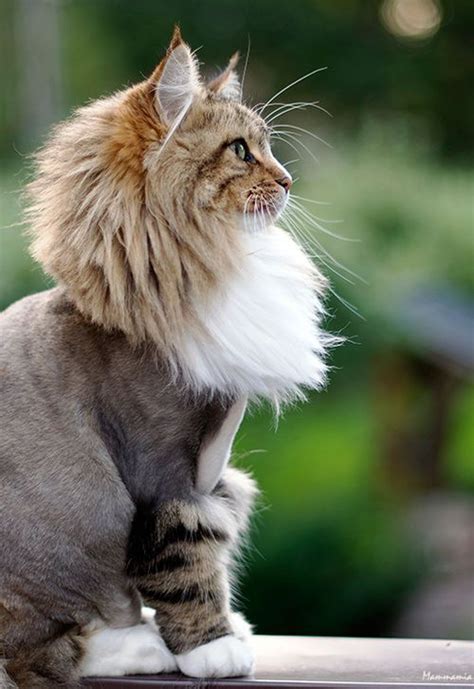 Cat Lion Cut Pros And Cons Cat Meme Stock Pictures And Photos