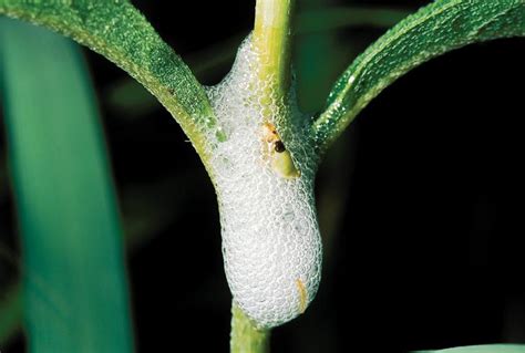 Spittlebugs And Froghoppers Missouri Department Of Conservation