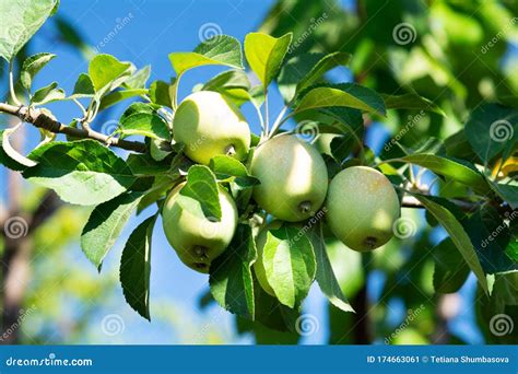 Fresh Golden Delicious Apple Fruits On Tree Branches Harvest Concept