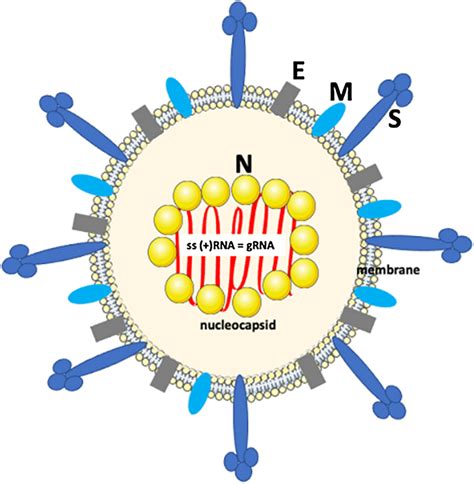 Sars Cov Structure The Sars Cov Virion Consists Of A Nucleocapsid