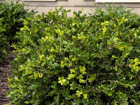 Boxwood Unraveled Weeping Campbells Nursery