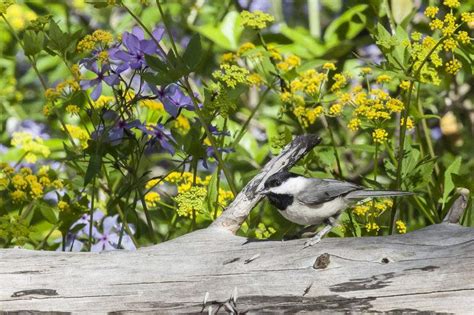 Carolina Chickadee Alabama Birding Trails