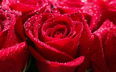 Download Wallpaper 3840x2400 Red Rose Water Drops Shine Close Up 4k