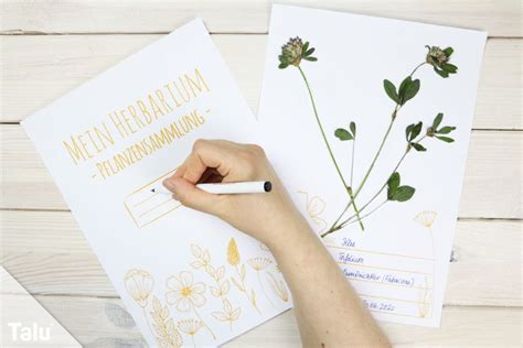 Klasse / pflanzen / wald / wiese. Herbarium anlegen: Anleitung + kostenlose Vorlage fürs Deckblatt - Talu.de