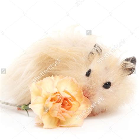 Hamster And Flower 4 Animals Hamster Cute Hamsters