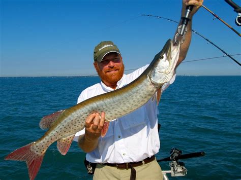 The muskegon river fishing report for december 21, 2108 in the newaygo, michigan area is focused on both early winter steelhead and trout fishing. Lake St. Clair Muskies Come On Strong | OutdoorHub