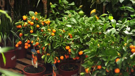 How To Grow And Care For An Orange Tree