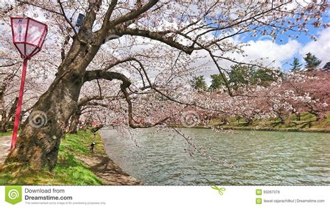 Sakura River Stock Photo Image Of Bank Hokkaido Plant 93267078
