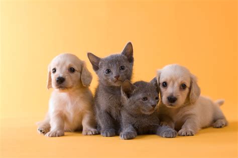 What are some uncommon innovative products that engage cats and kittens? Puppies vs kittens: which makes the better pandemic pet ...