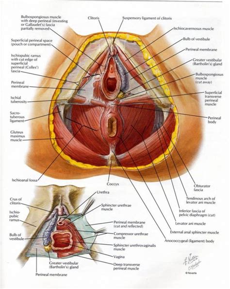 This page is about female groin hernia,contains hernias: Reproductive system anatomy Archives - Page 2 of 8 - Anatomy Note