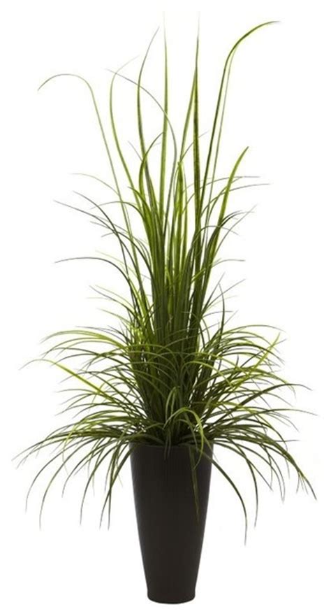 50 Small Indoor Grass Plants