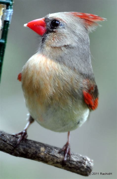 Dsc0116 Northern Cardinal ~ Cardinalis Cardinalis ~ Cardi Flickr