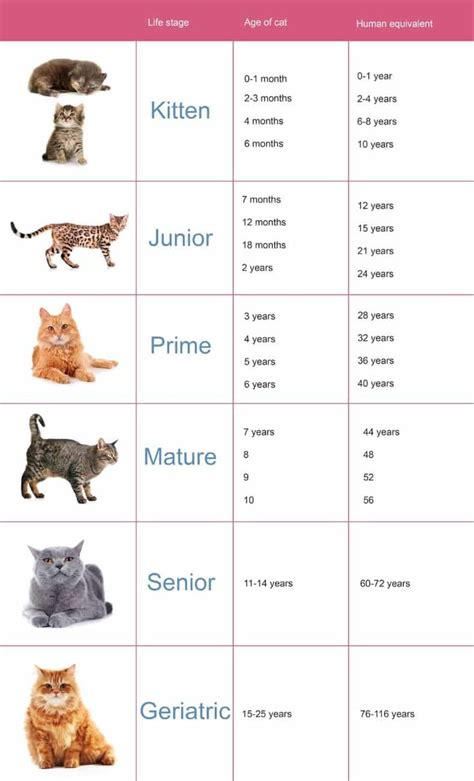 3 Month Old Kitten Size Chart