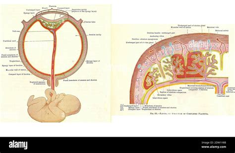 Etapas En El Desarrollo Fetal Humano De Un Libro De Texto De Anatomía