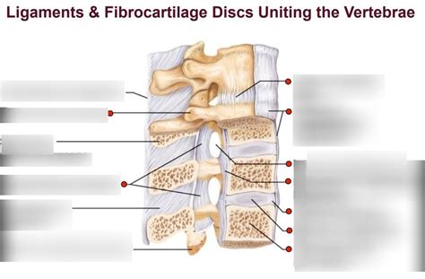 Fibrocartilage Intervertebral Disc