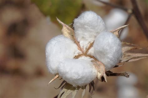 Nigeria Approves Two Gmo Cotton Varieties To Increase Output