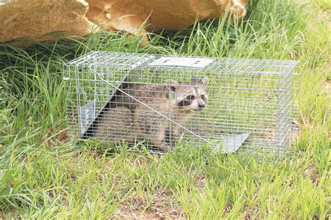 The Top 10 Best Animal Traps In 2021 Reviews Buyers Guide
