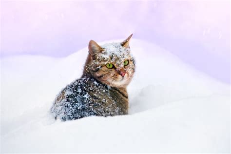 Keeping Cats Safe In Winter A Complete Guide Little Miss Cat