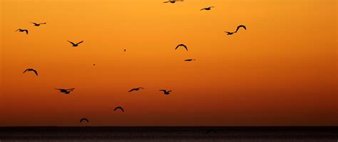 Download Wallpaper 2560x1080 Birds Sunset Sea Horizon Dual Wide