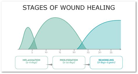 Four Phases Of Wound Healing