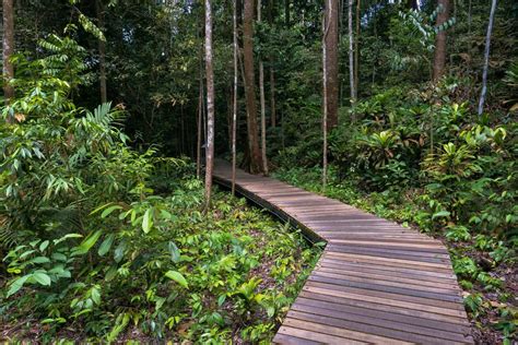 This nature trail and treetop walk will take you through the last remaining stretch of singapore rainforest. MacRitchie Nature Trail & Reservoir - Park Map & MRT Singapore
