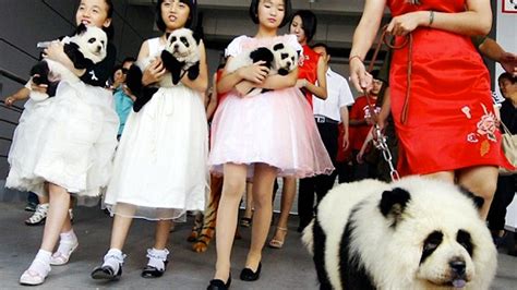 Dogs Are Being Dyed To Look Like Pandas