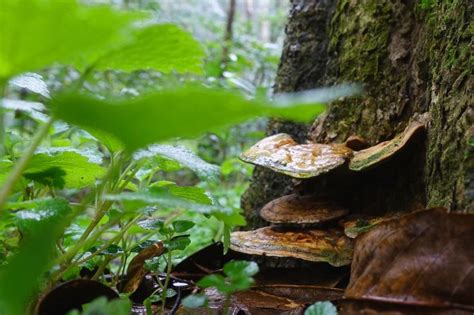 Reishi Mushroom The King Of Mushrooms Plantae And Fungi