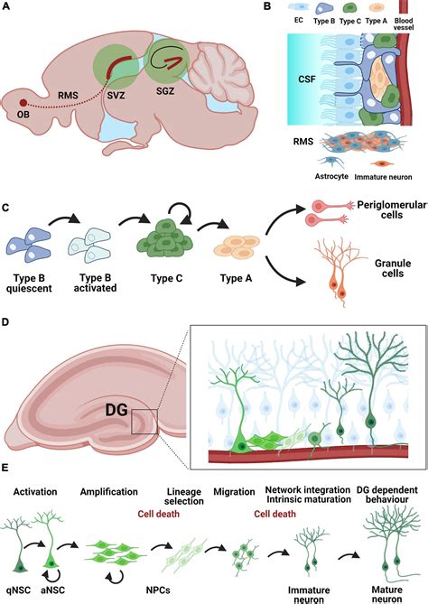 Frontiers Adult Neurogenesis And Stroke A Tale Of Two Neurogenic Niches
