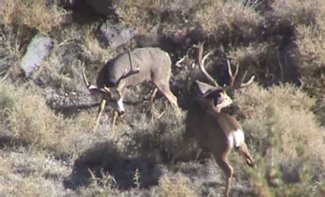 Video Brutal Fight Between Two Mule Deer Bucks Ends In Fatality