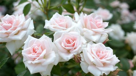 White Rose Flower Garden 2560x1440 Wallpaper