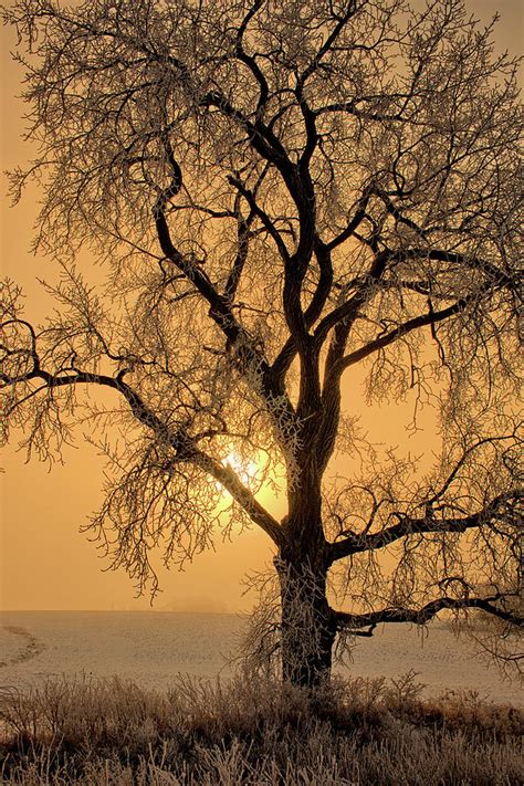 Frosty Cottonwood Ii Photograph By Bonfire Photography Pixels