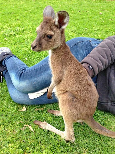 42 Baby Kangaroo Wallpaper Wallpapersafari