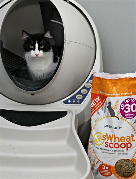 How long is your delivery time9 a: sWheat Scoop Premium+ Natural Clumping Wheat Cat Litter ...