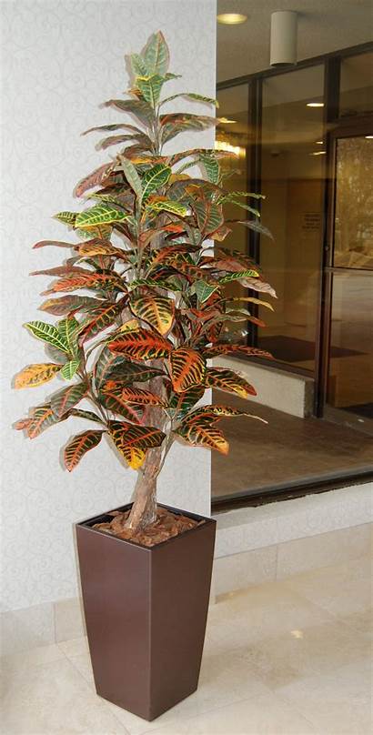 Croton Indoor Plants Plant Leaves Tall Artificial