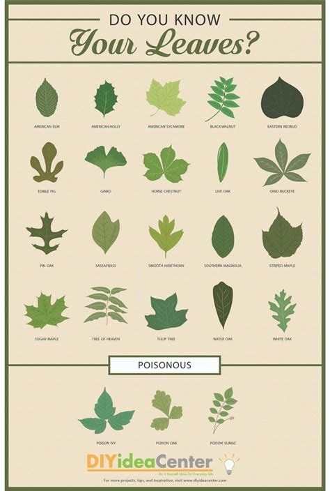 Leaf Identification Chart Infographic Leaf Identification Leaf