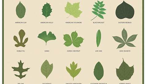 Leaf Identification Guide [Infographic] | Leaf identification and Gardens