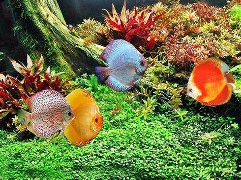 Ikan ini umumnya memakan makanan sisa ikan lain yang ada di dasar aquarium, sehingga sangat cocok untuk dijadikan pembersih aquascape. Cara Merawat Ikan Hias Air Laut Supaya Tetap Cantik | Fish ...