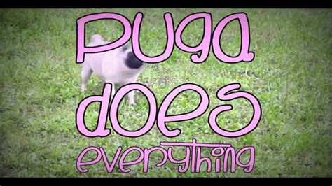 Puga Says Puga Does Everything Youtube