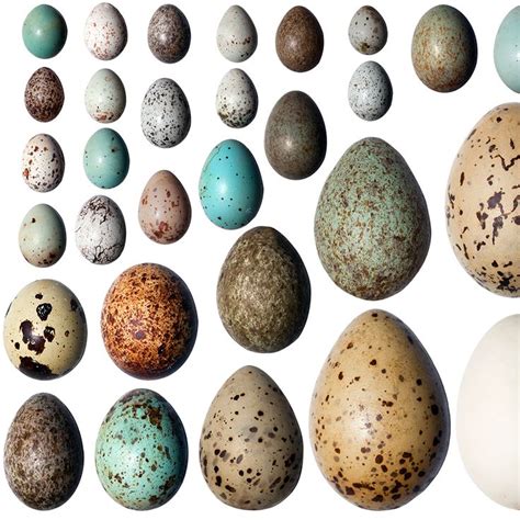 Pin By Carol Kutcher On Birds And Birdhouses Backyard Birds Bird Eggs