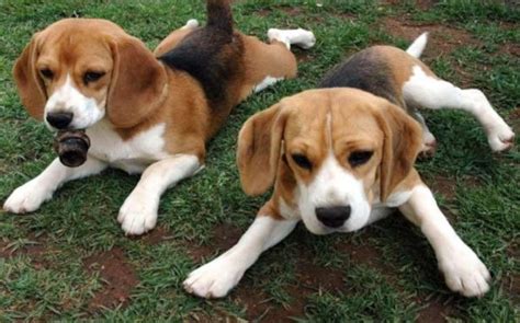 Thus, it is good to ask questions regarding why they price their american english coonhound puppies at whatever their demanding price is. American English Coonhound Puppies Behavior And ...