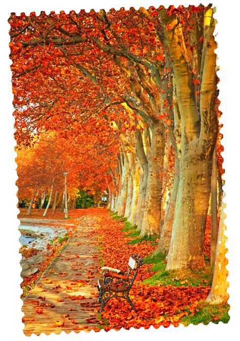 ForgetMeNot: Season autumn | Autumn landscape, Autumn forest, Autumn scenery
