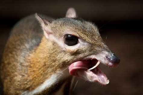 The delicate malayan mouse deer is around 20cm tall to its shoulder. A baby Pudu, the world's smallest deer : aww