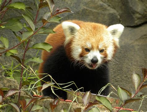 Red Panda Sticking His Tongue Out Mike Hirata Flickr