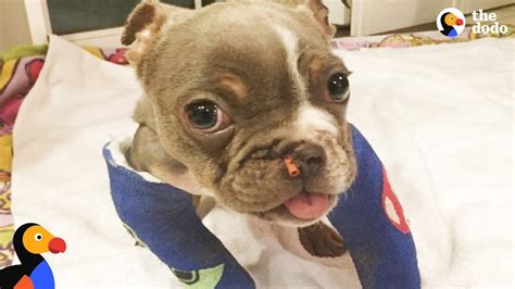 Are you ok with a dog that can't go on long walks. Bulldog Puppy Abandoned Because of Health Issues Finds The ...